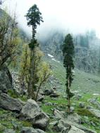 Asisbiz Kashmir Pahalgam Valley Treking by mountain pony India Apr 2004 056