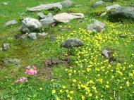 Asisbiz Kashmir Pahalgam Valley Treking by mountain pony India Apr 2004 065