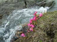 Asisbiz Kashmir Pahalgam Valley Treking by mountain pony India Apr 2004 079