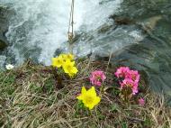 Asisbiz Kashmir Pahalgam Valley Treking by mountain pony India Apr 2004 081