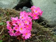 Asisbiz Kashmir Pahalgam Valley Treking by mountain pony India Apr 2004 082