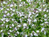 Asisbiz Kashmir Pahalgam Valley Treking by mountain pony India Apr 2004 094
