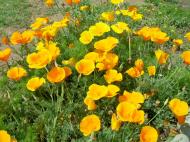 Asisbiz Kashmir Srinagar local wild flowers India Apr 2004 01