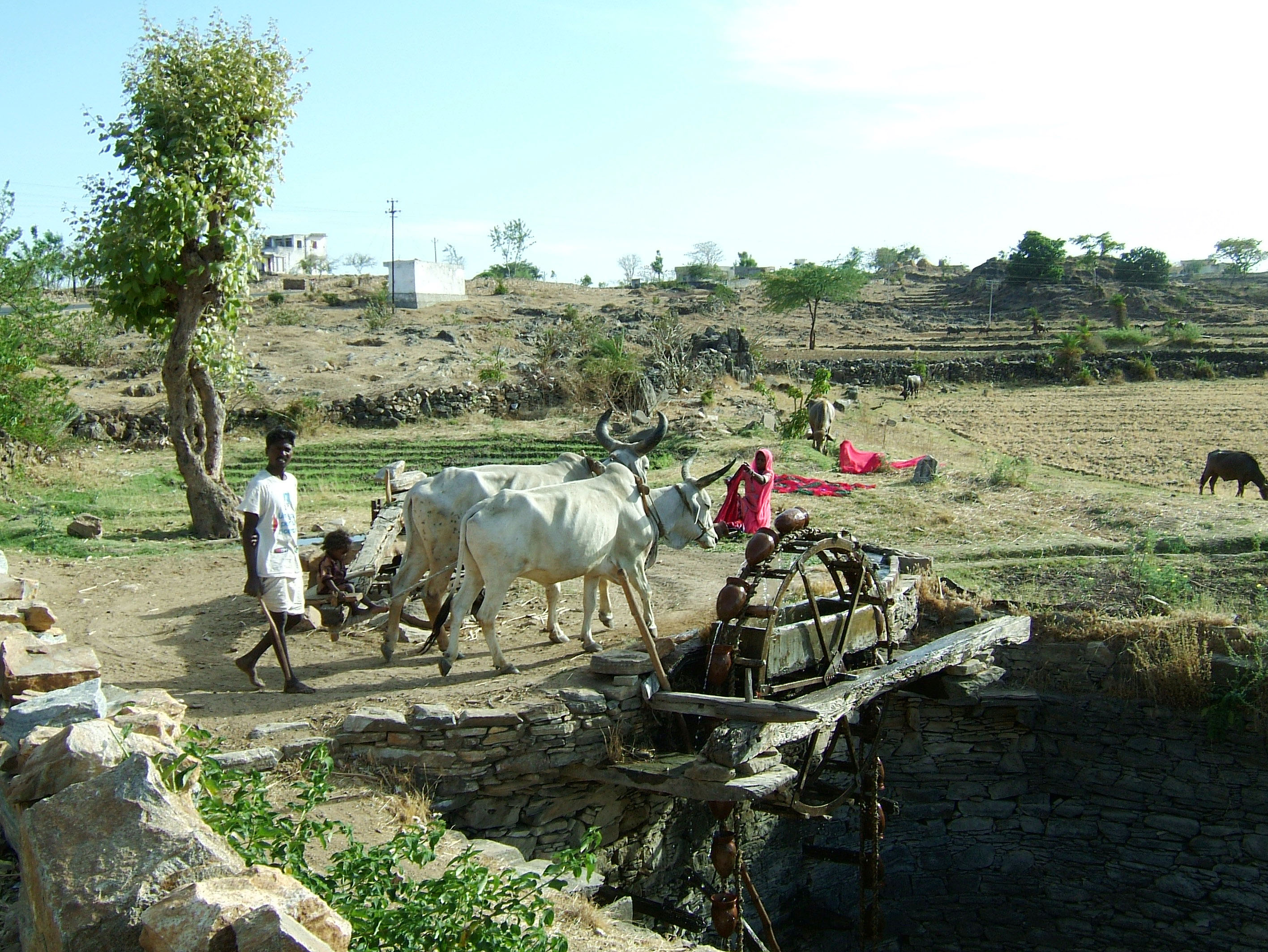 Udaipur to Ranakpur Bullock Irrigation well India Apr 2004 03