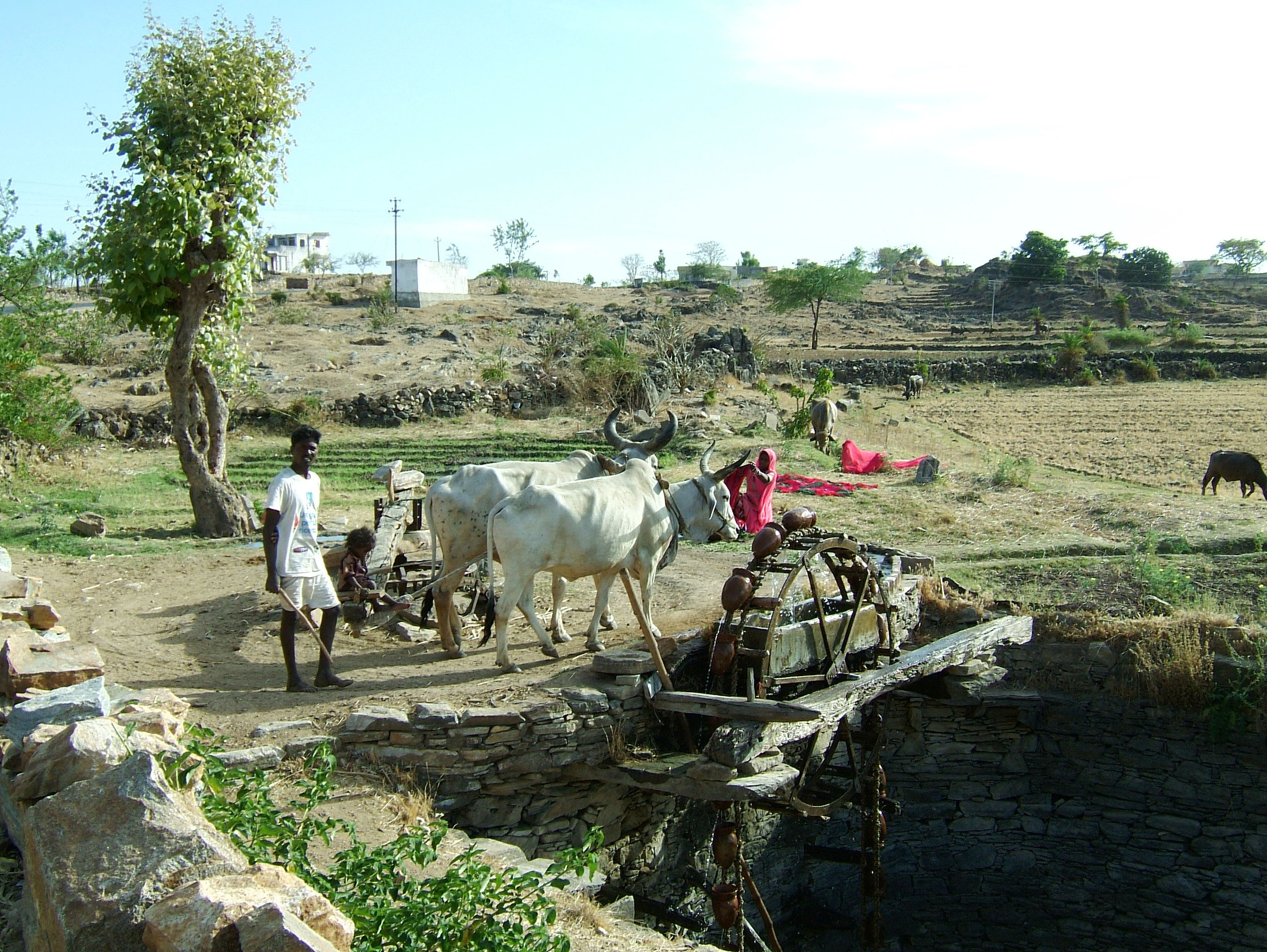 Udaipur to Ranakpur Bullock Irrigation well India Apr 2004 04