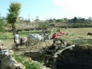 Asisbiz Udaipur to Ranakpur Bullock Irrigation well India Apr 2004 01