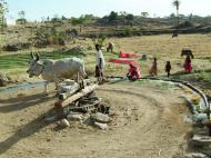 Asisbiz Udaipur to Ranakpur Bullock Irrigation well India Apr 2004 05