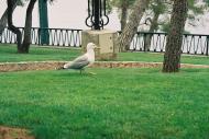 Asisbiz Travel photos seagull inspecting the local grass Rapallo Italy 01