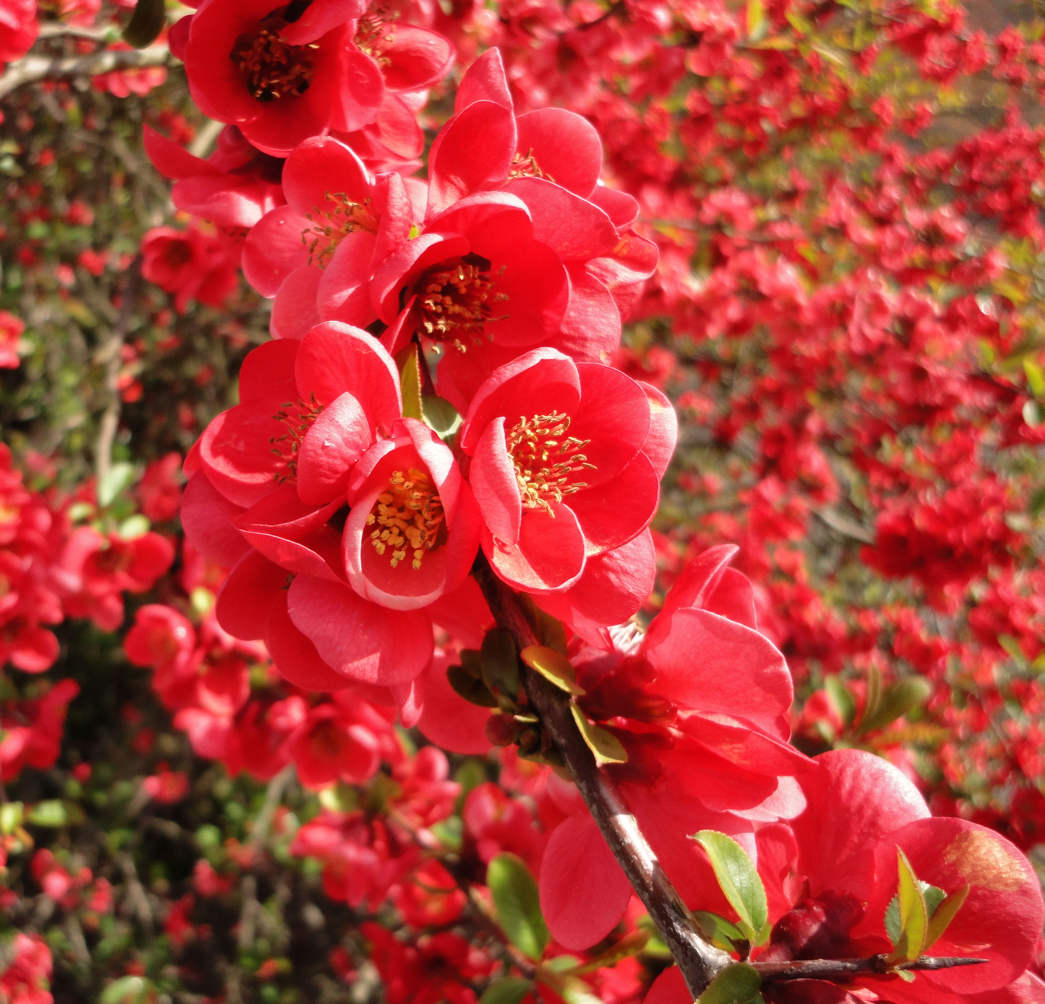 asisbiz red cherry blossoms byodo in temple in the city of uji in