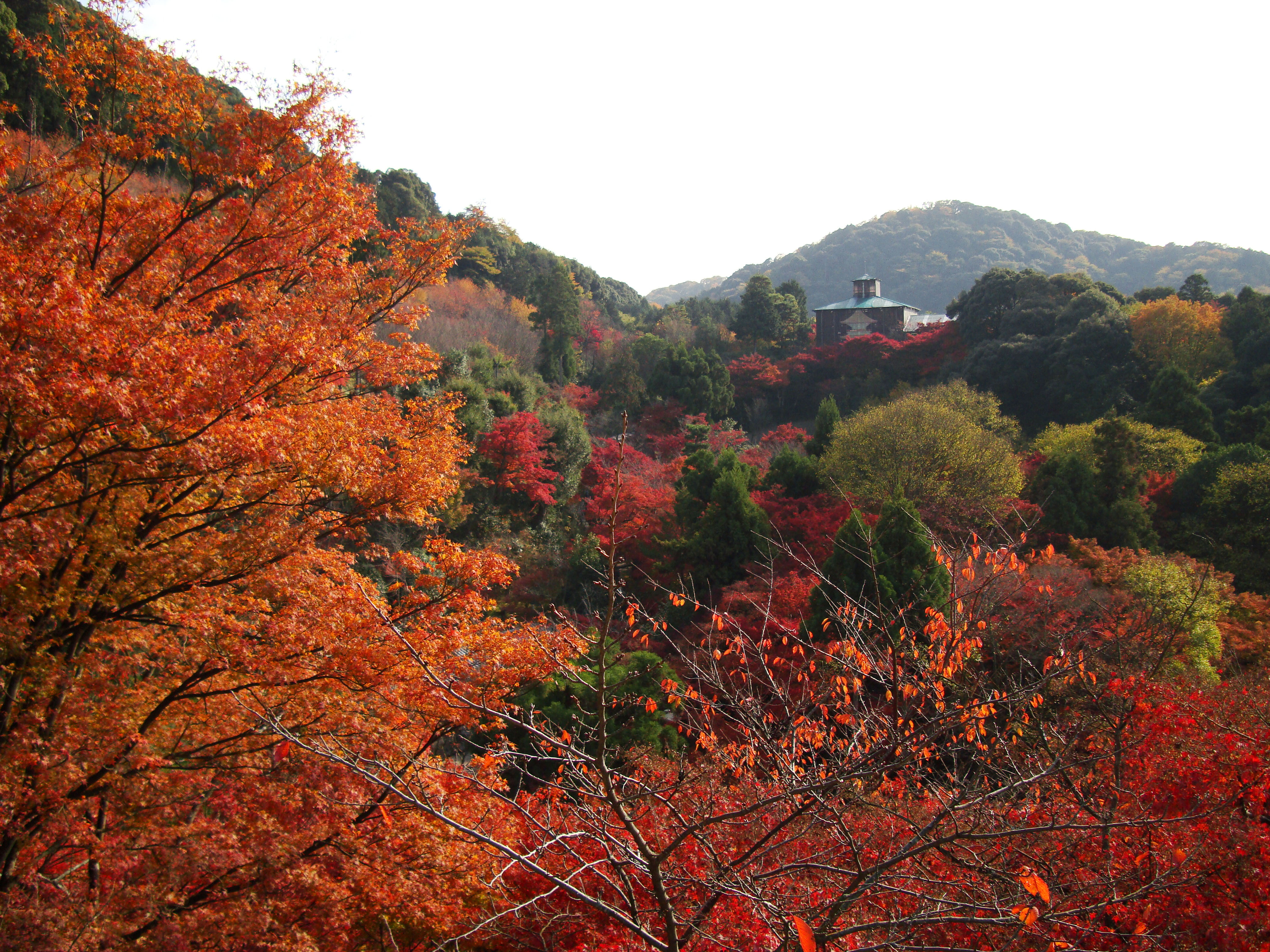 Maple trees Autumn leaves Kiyomizu dera Kyoto Japan Nov 2009 035