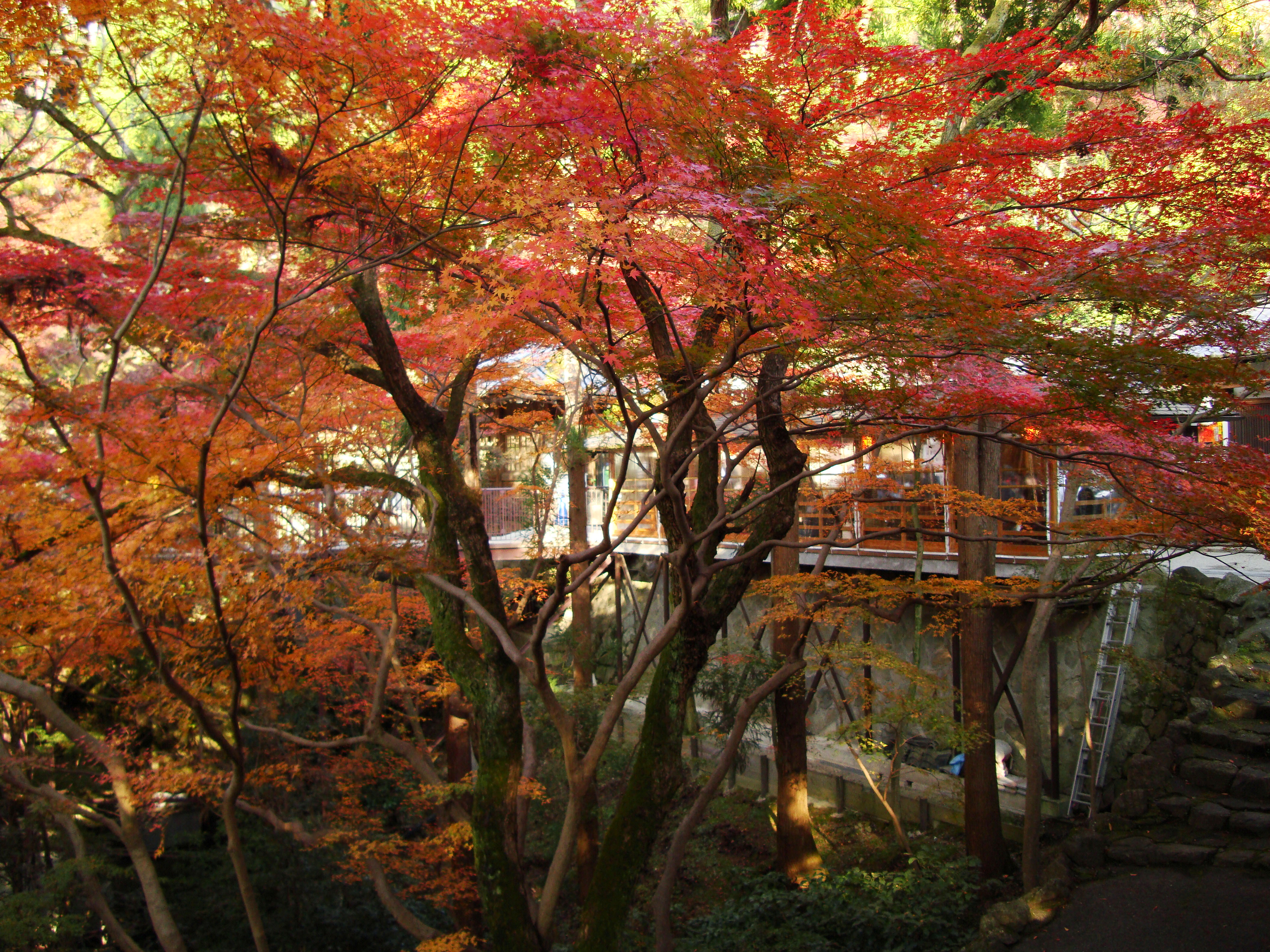 Maple trees Autumn leaves Kiyomizu dera Kyoto Japan Nov 2009 082