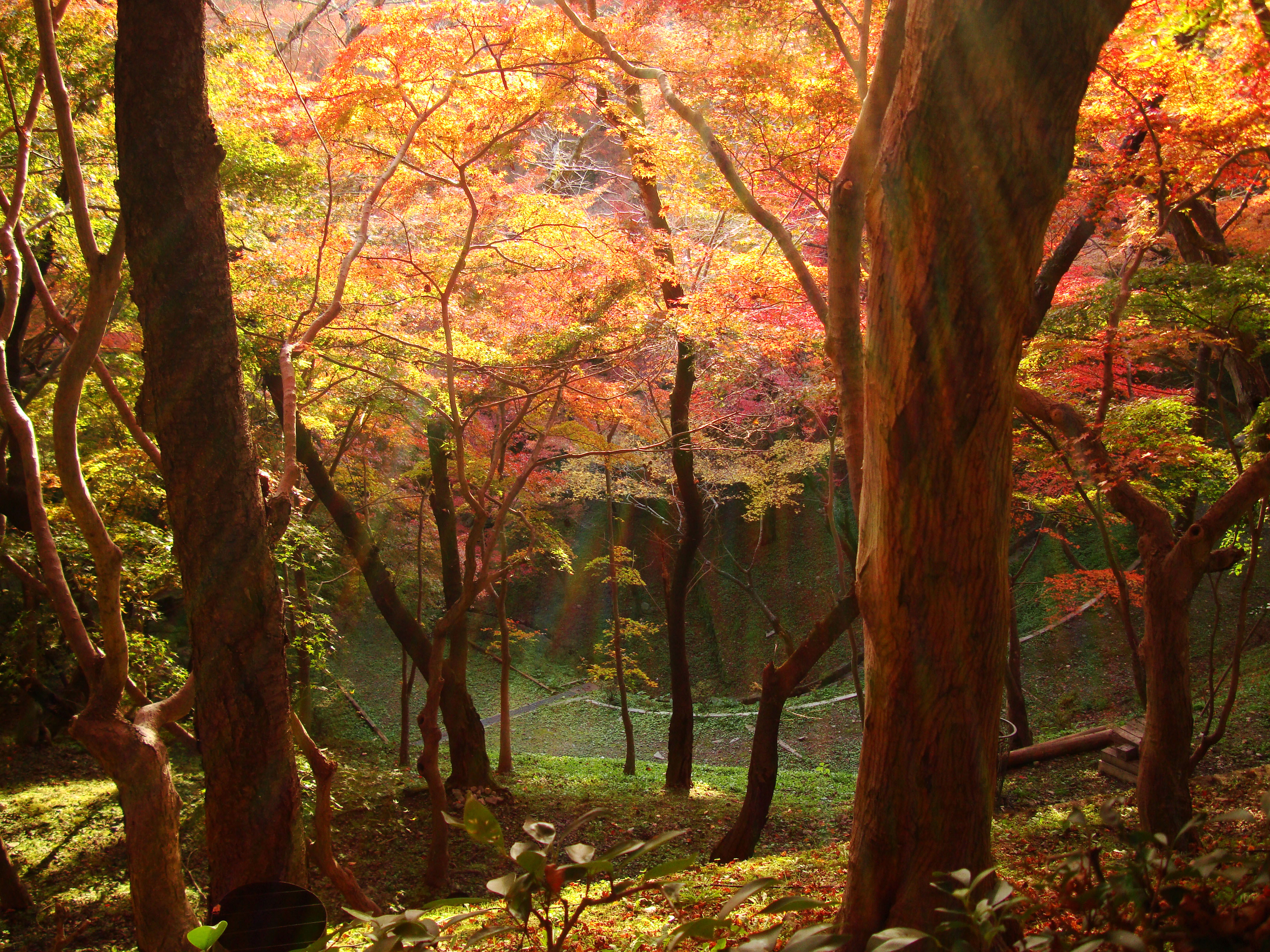 Maple trees Autumn leaves Kiyomizu dera Kyoto Japan Nov 2009 094