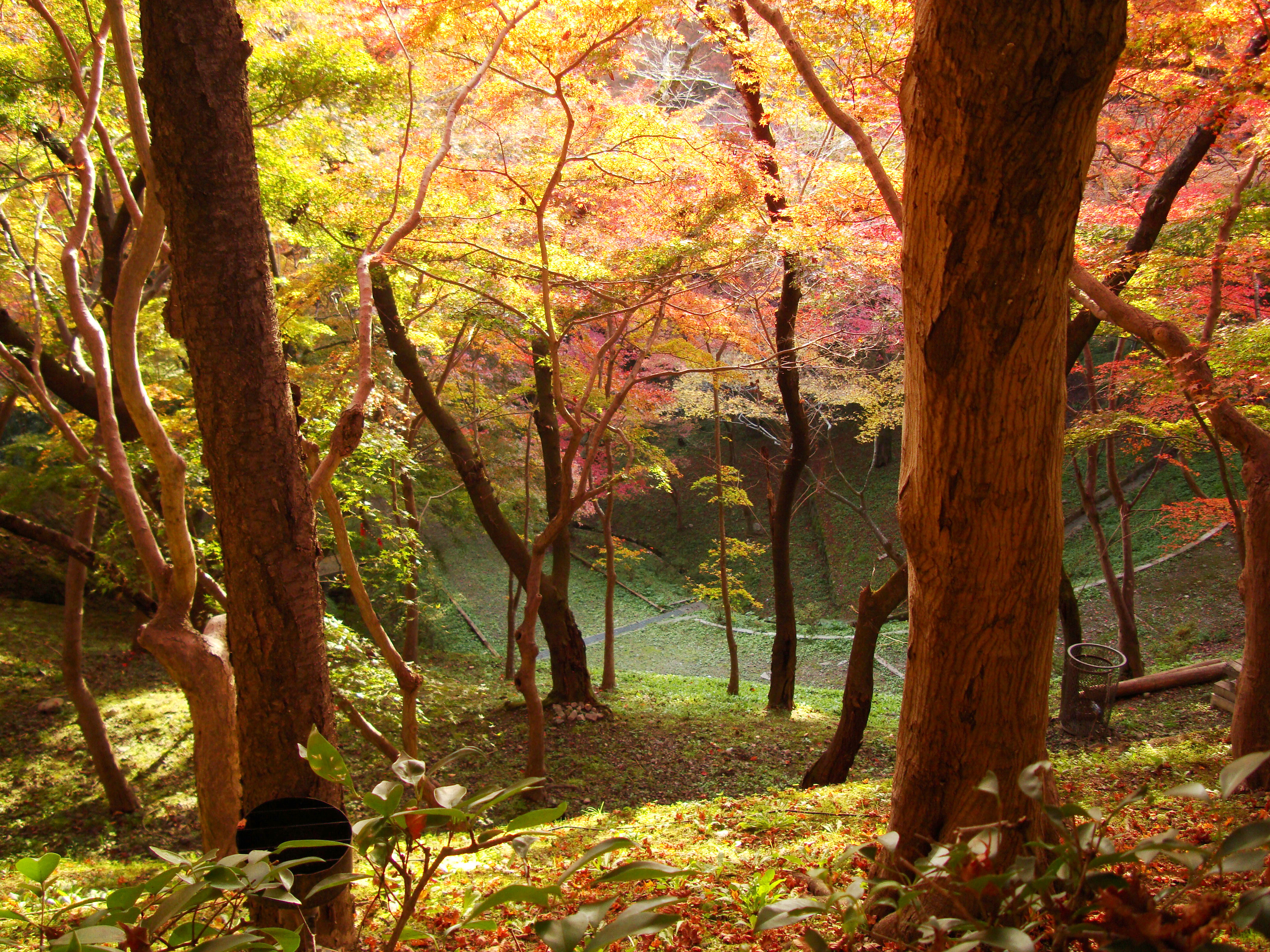 autumn trees in japan autumn trees in japan