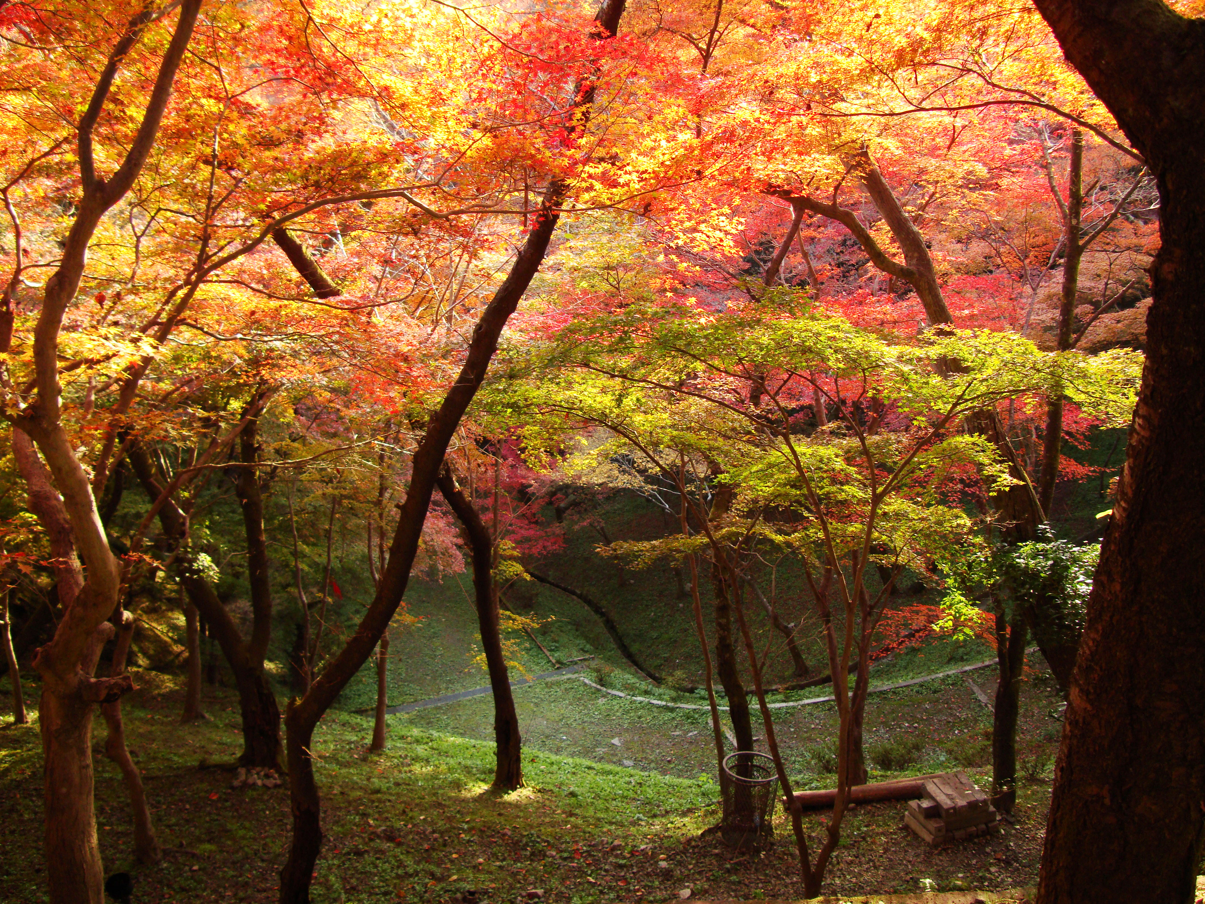 Maple trees Autumn leaves Kiyomizu dera Kyoto Japan Nov 2009 102