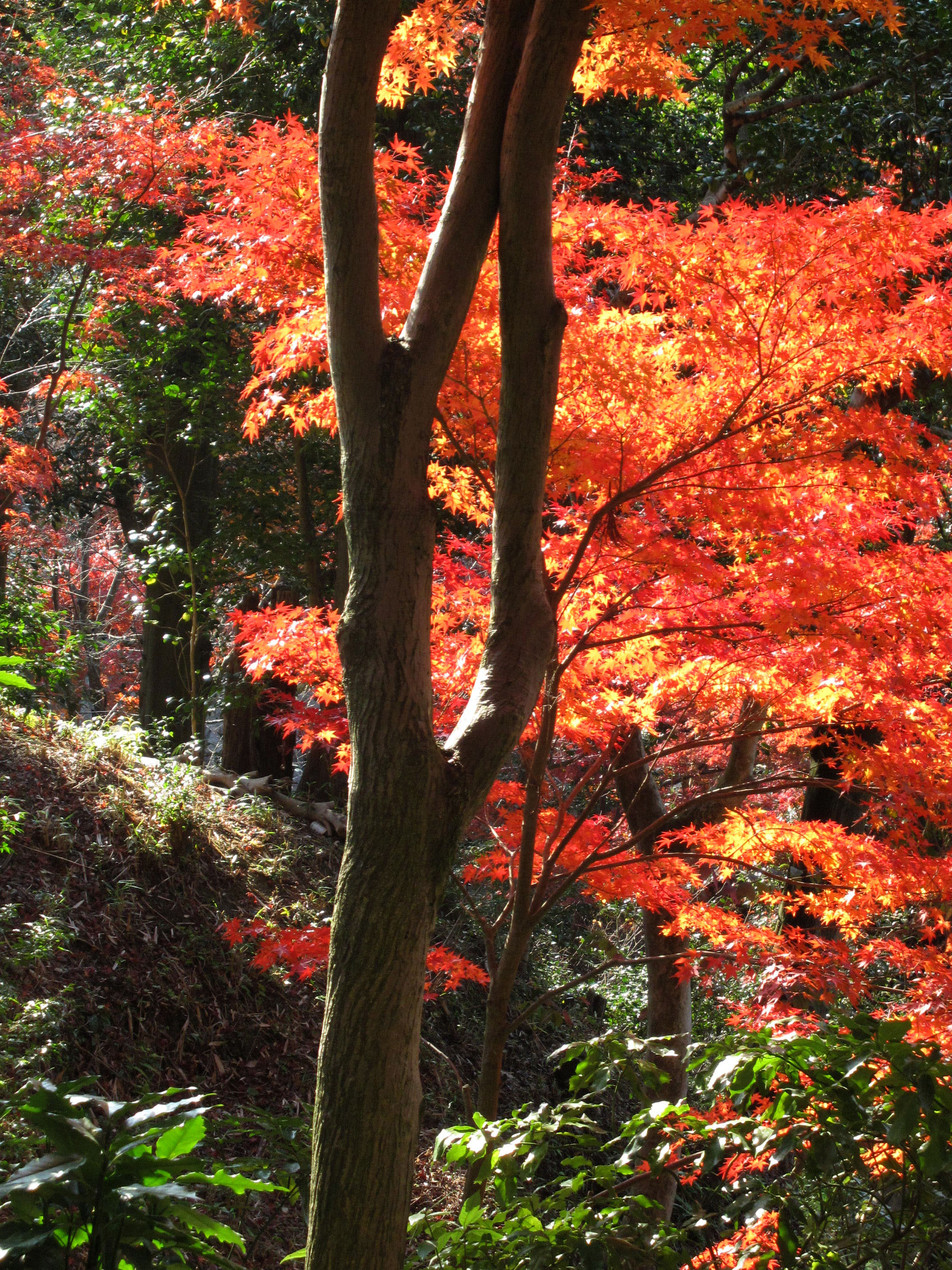 Maple trees Autumn leaves Kiyomizu dera Kyoto Japan Nov 2009 122