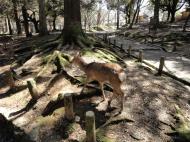Asisbiz Kofuku ji Temple area walk way home to many deer Mar 2010 01