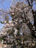 Asisbiz Todai ji pathway to the great bell sakura season 01