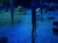 Asisbiz Osaka Aquarium Kaiyukan Japan Deeps Giant spider crabs longspine snipefish 4F 01