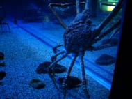 Asisbiz Osaka Aquarium Kaiyukan Japan Deeps Giant spider crabs longspine snipefish 4F 02