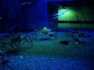 Asisbiz Osaka Aquarium Kaiyukan Japan Deeps Giant spider crabs longspine snipefish 4F 05
