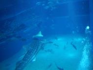 Asisbiz Osaka Aquarium Kaiyukan Whale Shark 6 Floor Japan Nov 2009 06