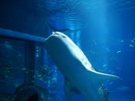Asisbiz Osaka Aquarium Kaiyukan Whale Shark 6 Floor Japan Nov 2009 28