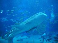Asisbiz Osaka Aquarium Kaiyukan Whale Shark 6 Floor Japan Nov 2009 35