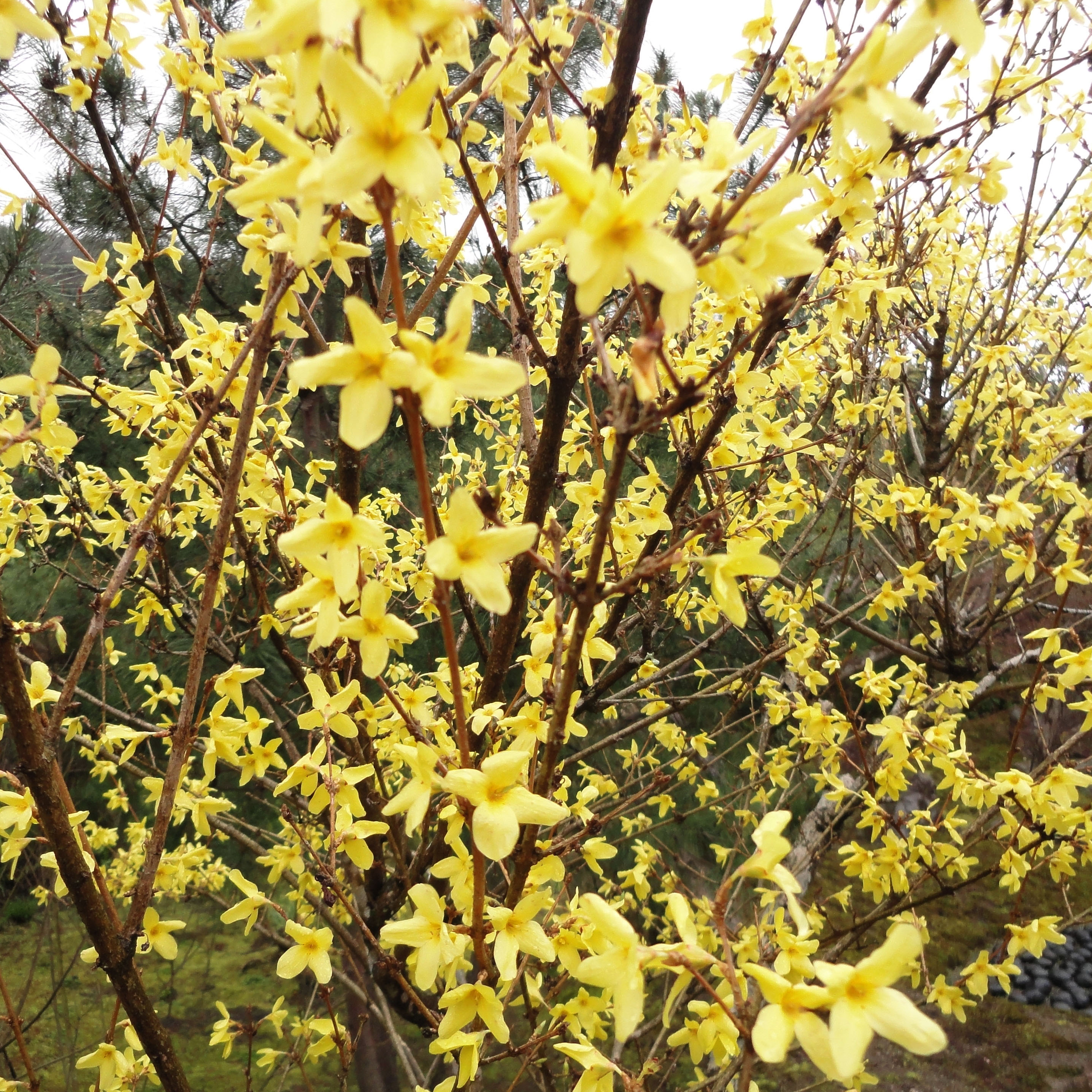Sogenchi Rinzai Zen garden yellow flowering shrubs during cherry blossom season Mar 2010 01