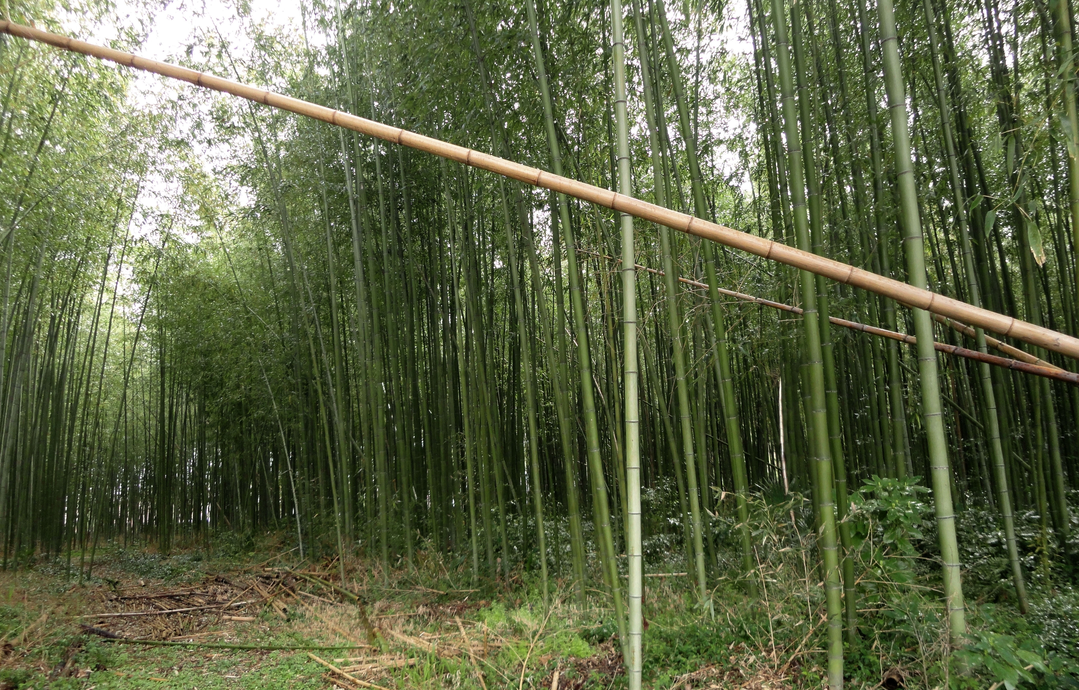 Tenryu ji bamboo walk Arashiyama Kyoto Japan Mar 2010 03