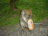 Asisbiz Cynomolgus Monkey female having root beer Batu Caves Sep 2000 01