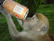 Asisbiz Cynomolgus Monkey female having root beer Batu Caves Sep 2000 02