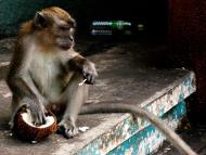 Asisbiz Cynomolgus Monkey male Batu Caves Malaysia Dec 2011 01