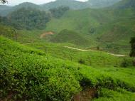 Asisbiz Boh Tea Plantation Cameron Highlands Pahang Nov 2000 01