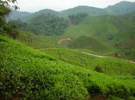 Asisbiz Boh Tea Plantation Cameron Highlands Pahang Nov 2000 04