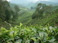 Asisbiz Boh Tea Plantation Cameron Highlands Pahang Nov 2000 05
