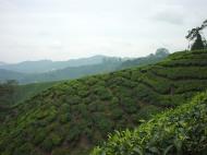 Asisbiz Boh Tea Plantation Cameron Highlands Pahang Nov 2000 06