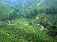 Asisbiz Boh Tea Plantation Cameron Highlands Pahang Nov 2000 08