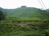 Asisbiz Boh Tea Plantation Cameron Highlands Pahang Nov 2000 10