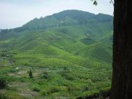 Asisbiz Boh Tea Plantation Cameron Highlands Pahang Nov 2000 12