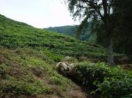 Asisbiz Boh Tea Plantation Cameron Highlands Pahang Nov 2000 14
