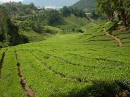 Asisbiz Boh Tea Plantation Cameron Highlands Pahang Nov 2000 16