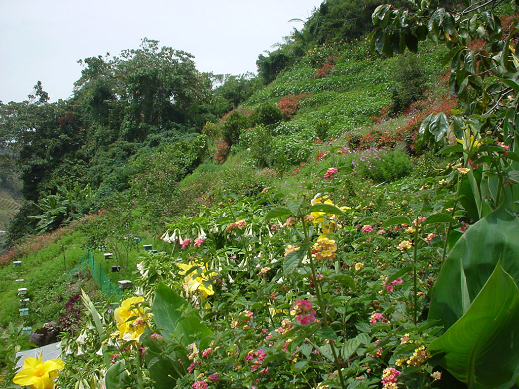 Asisbiz Cameron Highlands Bee Keeping Farm Nov 2000 01