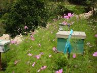 Asisbiz Cameron Highlands Bee Keeping Farm Nov 2000 02