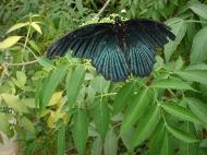 Asisbiz Cameron Highlands Butterfly Park Nov 2000 01