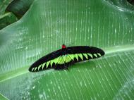 Asisbiz Cameron Highlands Butterfly Park Nov 2000 04