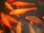 Asisbiz Yu Garden Common Carp Huangpu Shanghai China 05