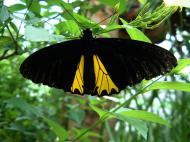 Asisbiz Penang Butterfly Park Mar 2001 04