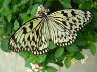 Asisbiz Penang Butterfly Park Mar 2001 06