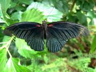 Asisbiz Penang Butterfly Park Mar 2001 10