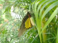 Asisbiz Penang Butterfly Park Mar 2001 13
